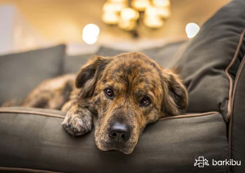 prevención de quistes de próstata en perros